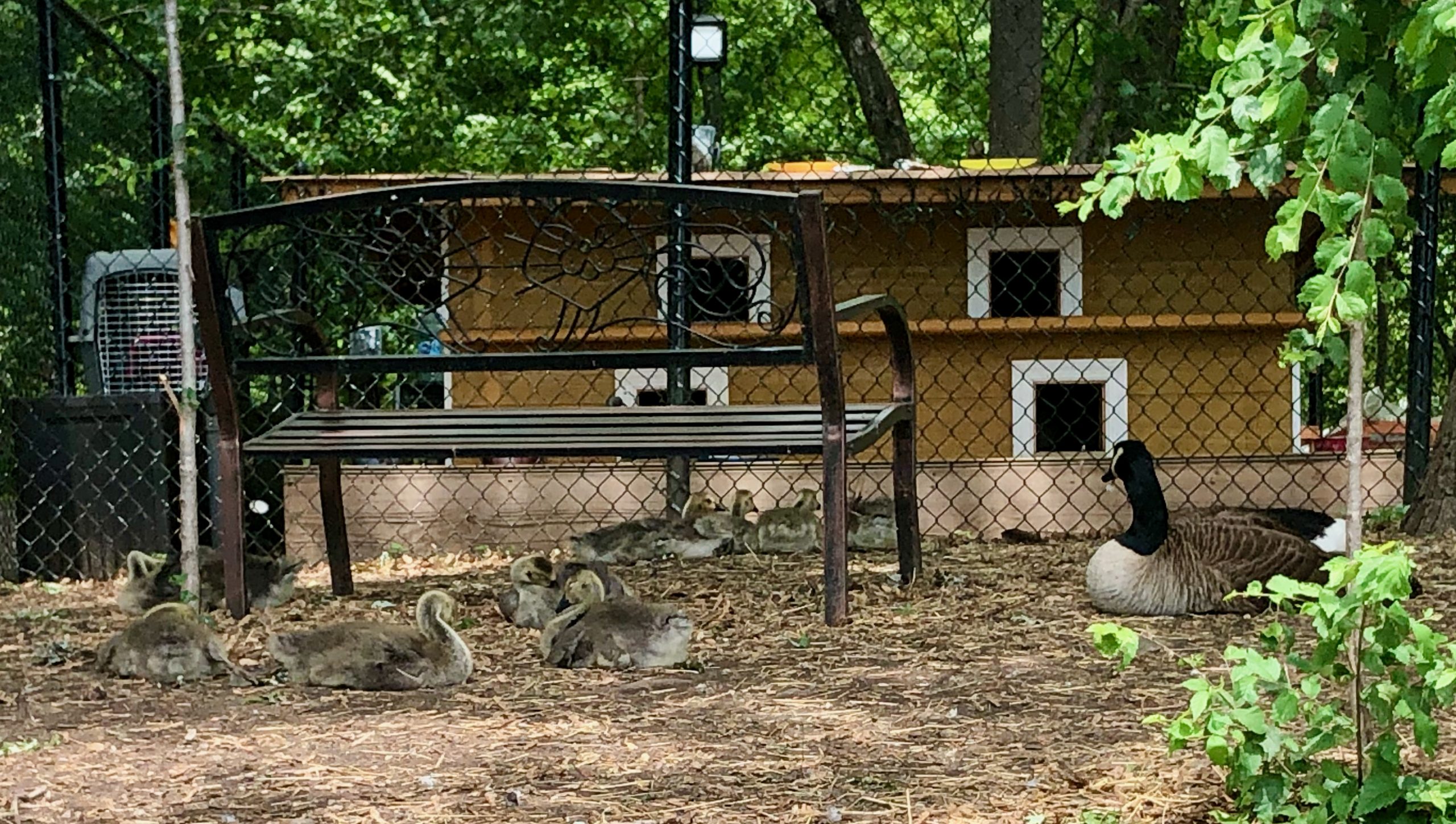 Canadian Geese Survived Troubled Times, Protected by WFF Sanctuary Canadian Geese Survived Troubled Times, Protected by WFF Sanctuary